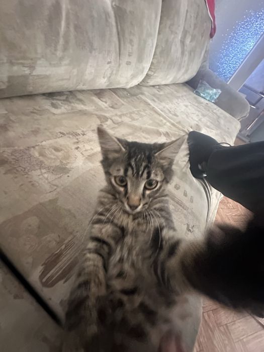 віддам кота у хороші руки