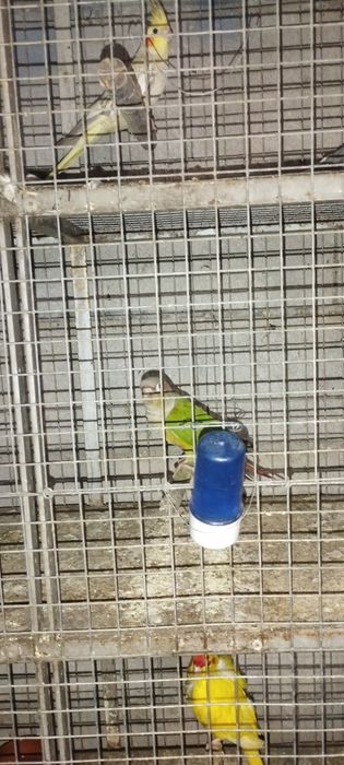 Vendo casal de pirruras
