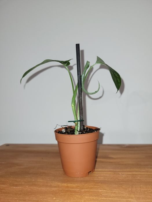 Monstera Siltepecana sadzonka