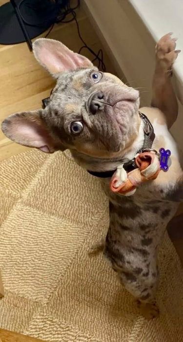 Французький бульдог