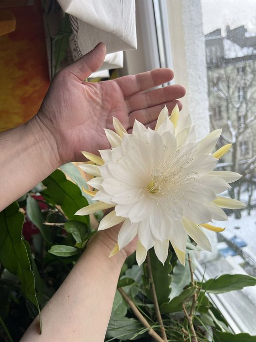 Epiphyllum Mount San Antonio