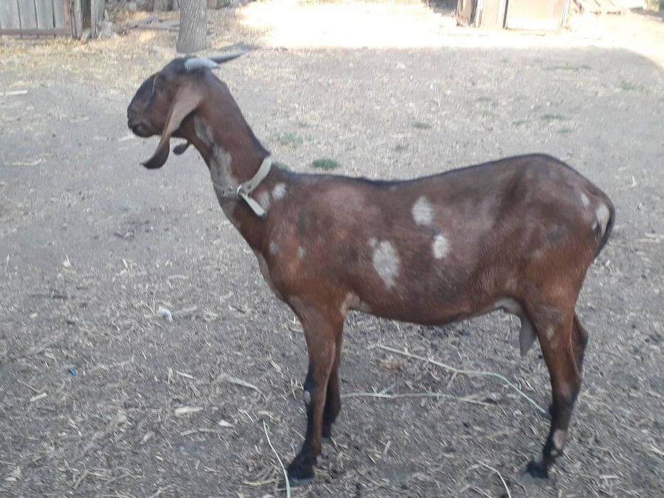Продам коз Англонубійської породи.