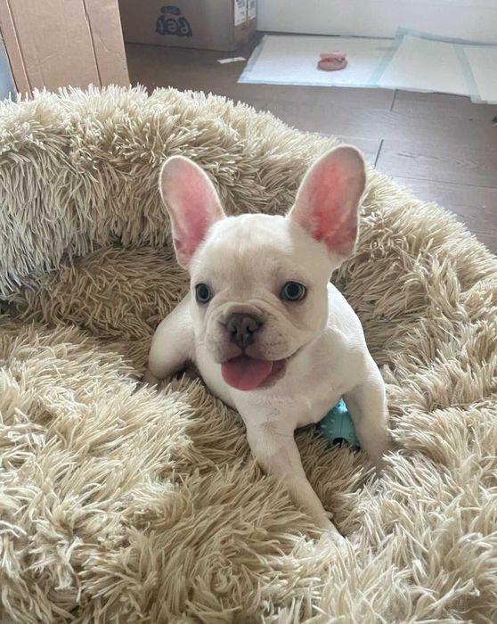 Щенки французского бульдога нежный окрас крем!