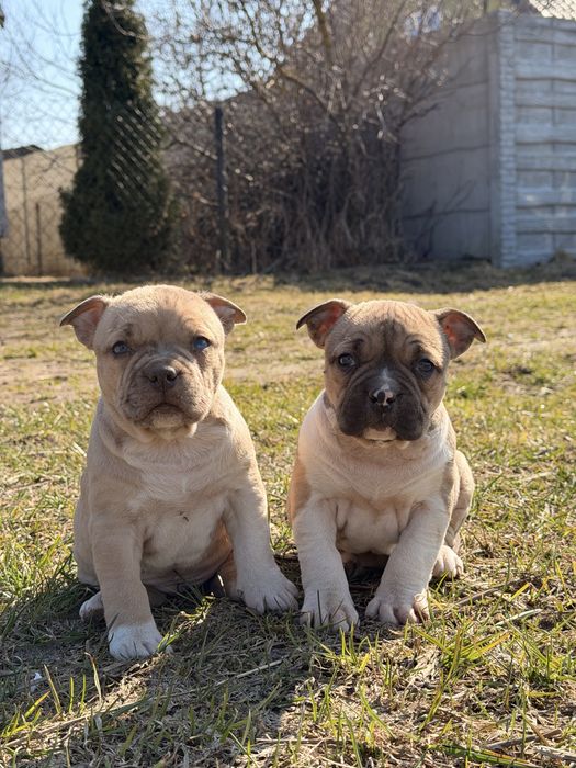 Amstaff nie pitbull , cane corso , american bully