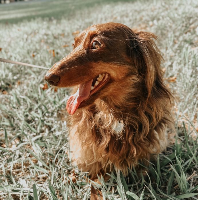 Petsitting & Dogwalking