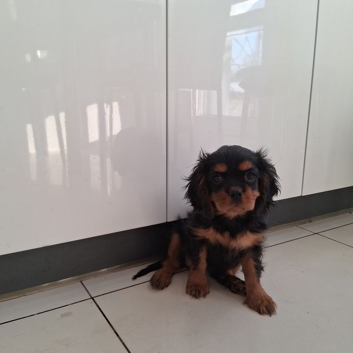 Śliczny Piesek  Cavalier Spaniel z Rodowodem