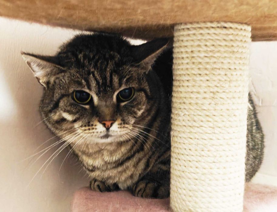 Гарненька ласкава кішечка Аріша терміново, 1.5 р кошка, кішечка, киця