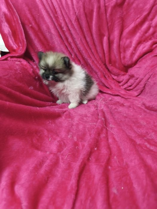 Spitz anão lulu da Pomerânia, fêmea mini