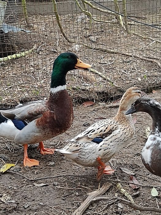 Ovos de pata Ruan galados