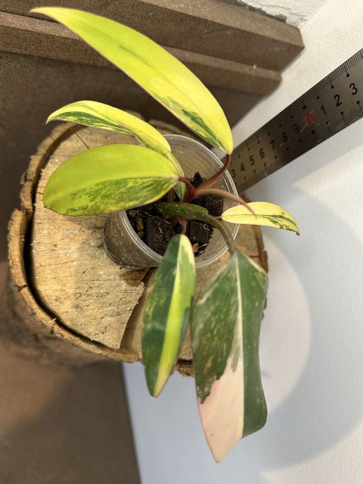 Філодендрон  Philodendron  Red Emerald var.