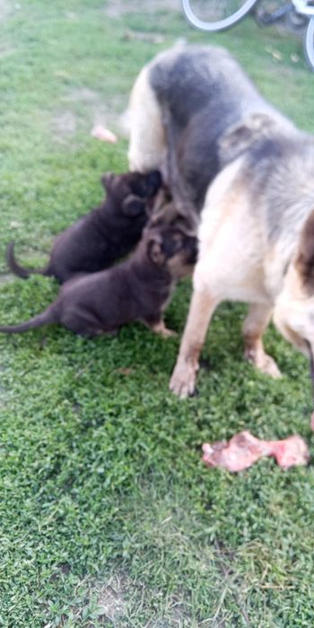 Продам цуценят породи ВЄО