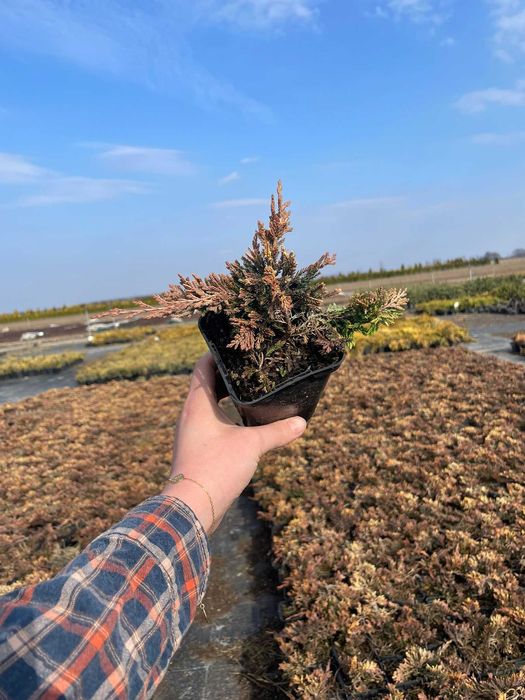 Jałowiec Golden Carpet  Juniperus  roślina okrywowa od producenta