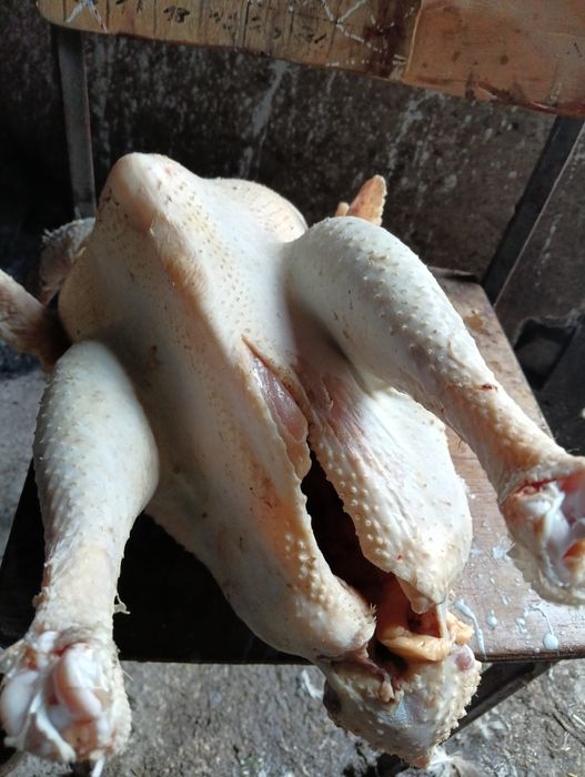 Witam sprzedam kaczki francuskie kaczo gęsi kaczki Pekin