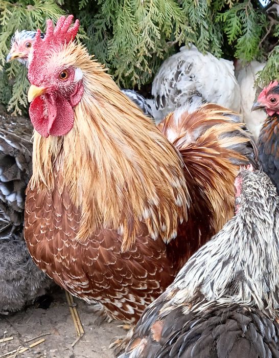 Kogut kochin karzełek