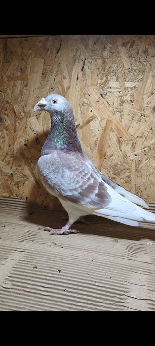 Gołębie Staropolskie