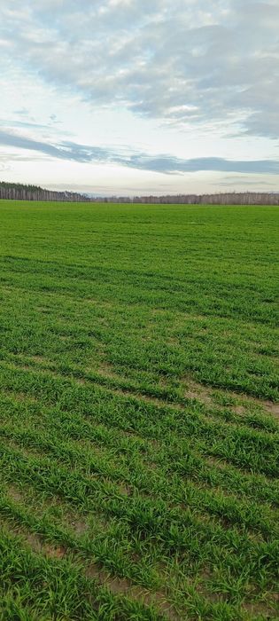 Продам 500 га ВІННИЦЬКА область