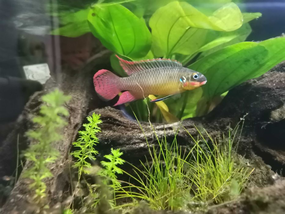Barwniak szmaragdowy Pelvicachromis kribensis lobe