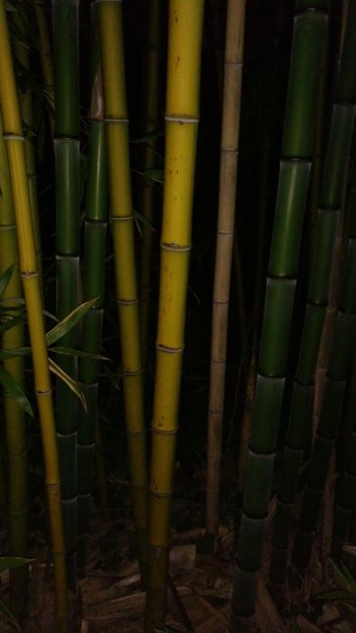 Canas da Índia bambu