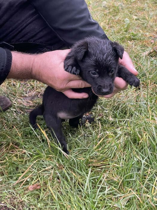 Szczeniaki szukają nowego domu