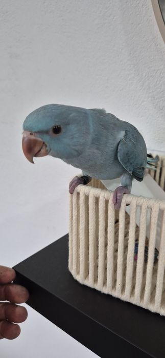 Ring nek azul criado a mão