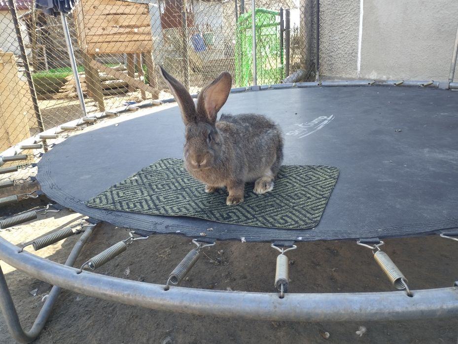 Продавм кроленят БВ. ДАЛІ В ОПИСІ