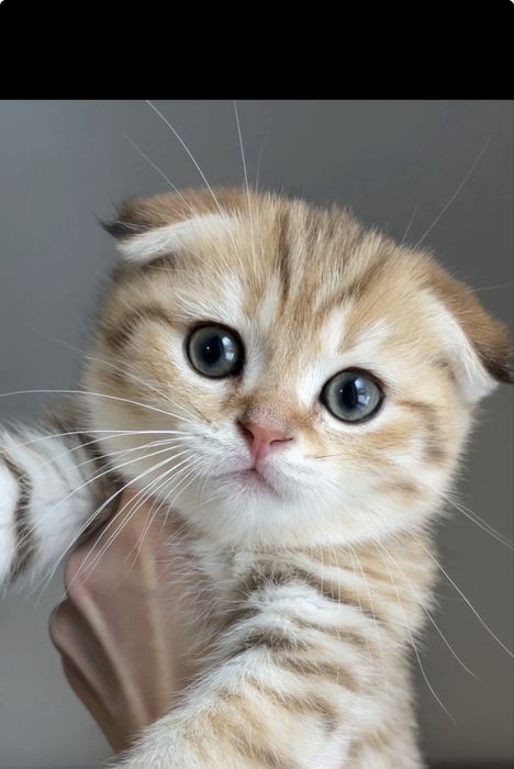 Золотой табби,котенок,мальчик шотландский вислоухий с чипом, вакцинами