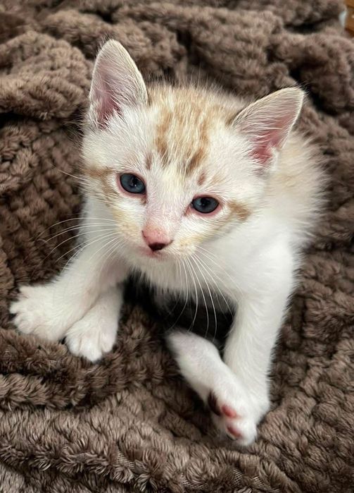 Gato para adoção