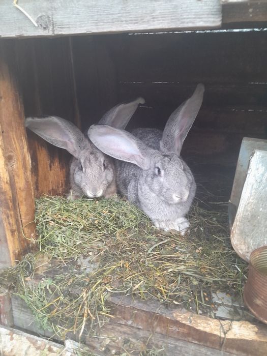 Продам,або обміняю кролів