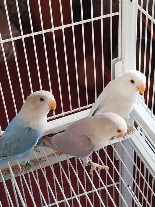 Agapórnis roseicollis