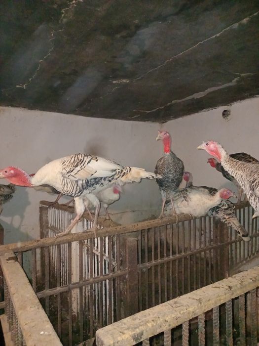 Продаються Індики молоді