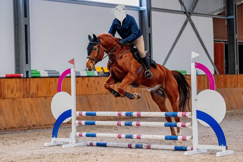 Koń profesor do skoków, rekreacji