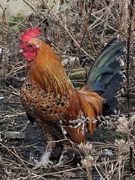 Karzełek łapciaty - para