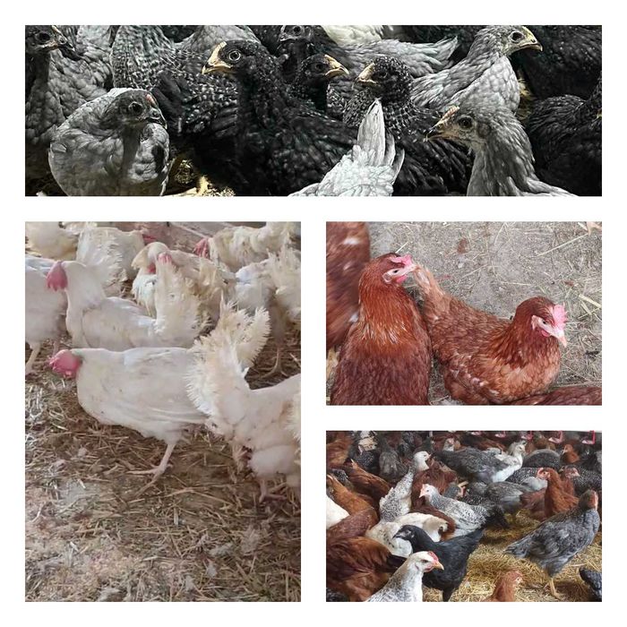 Продам кури несушки! Доставка безкоштовна. Сосниця!