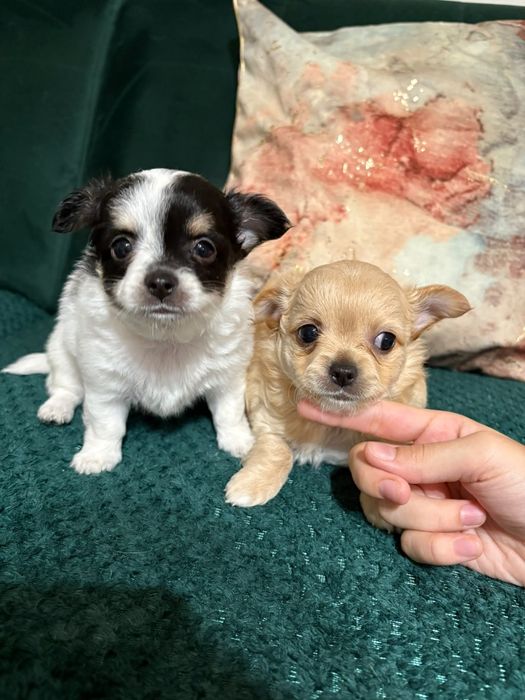 Chihuahua maleńki piesek