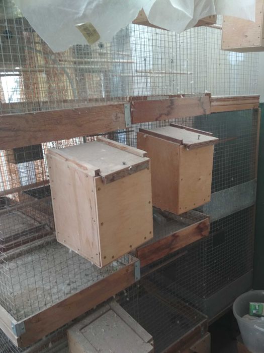 Дешево Клетки и домики для разведения попугаев, птицы