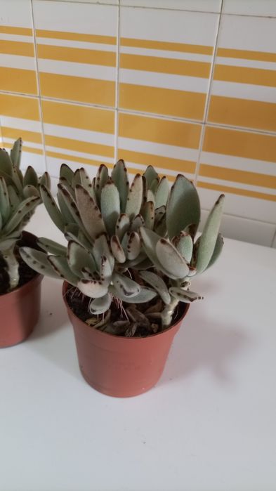 Plantas "orelha de gato" kalanchoe tomentosa