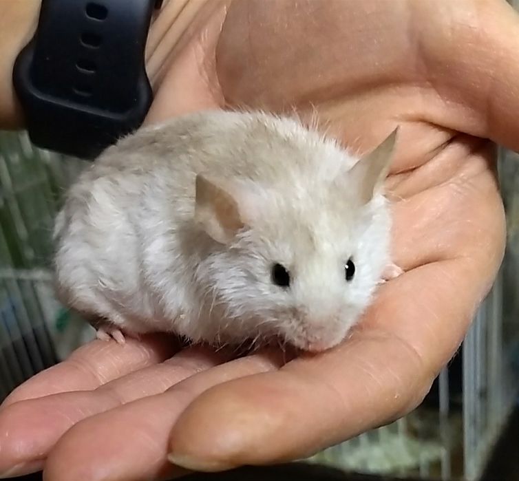 Справжній маленький друг - ручний самець