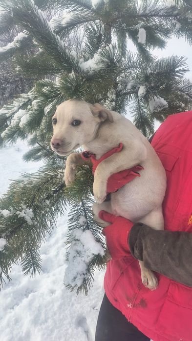 Віддам в добрі руки