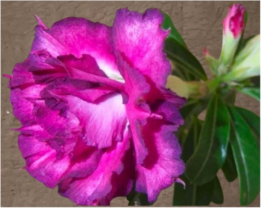 Аденіум щеплений King Blue Magenta