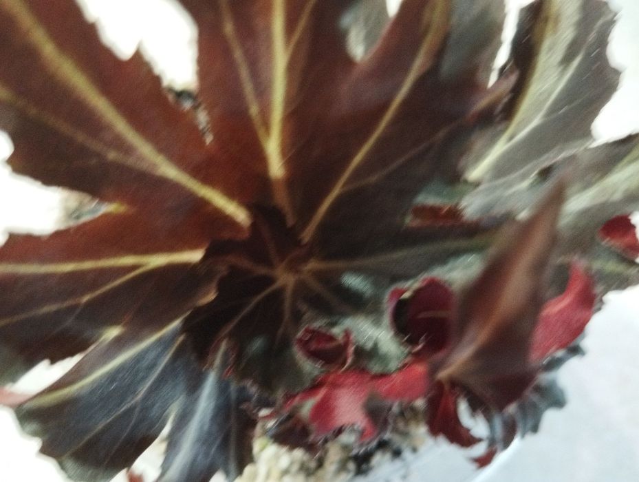 Бегонія фламенко