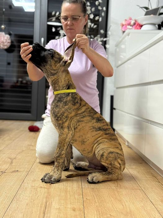 Dog Niemiecki Szczenię FCI