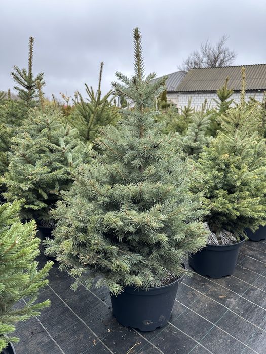 Ялинка, ялинка новорічна , ялинка Кейбаб, жива ялинка, йолка