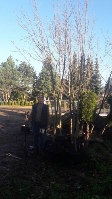 Klon zwyczajny obwód  12-14cm