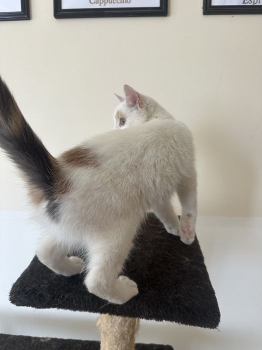 Кішка киця кошеня