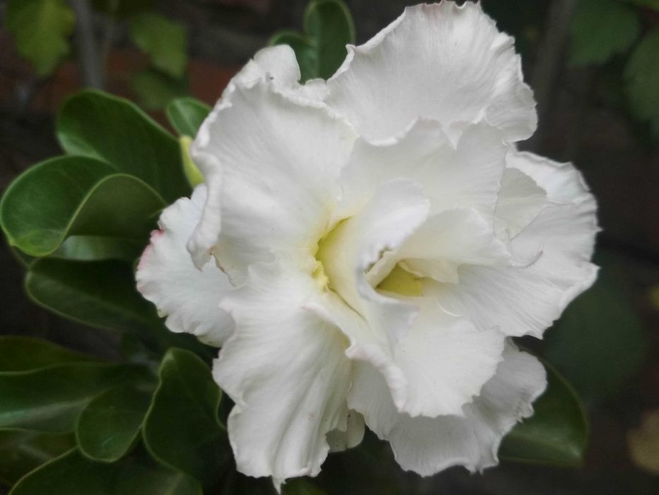 Адениум привитый белый махровый