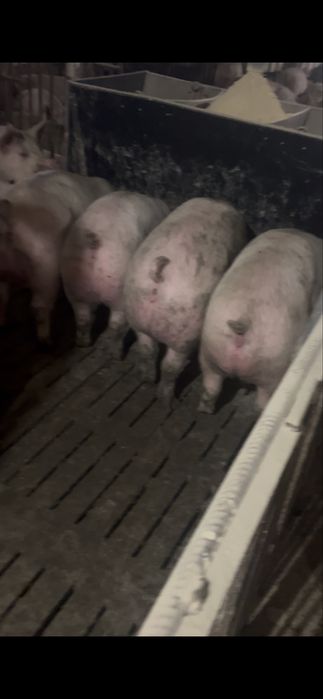 Свині в живій вазі 160-180кг