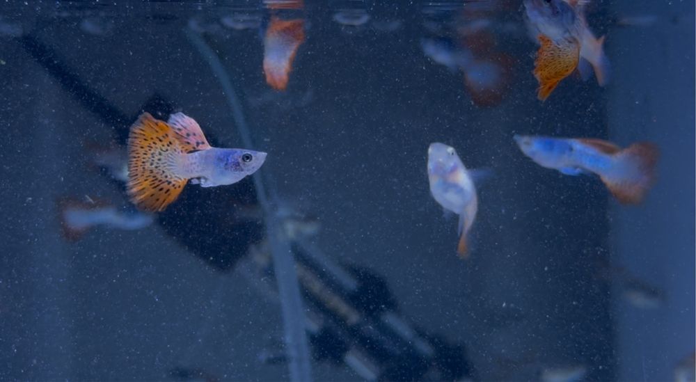 Casais Guppy Red Sky Albino
