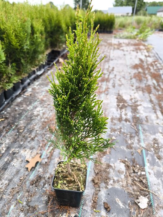 Tuja szmaragd w doniczce 0,5l