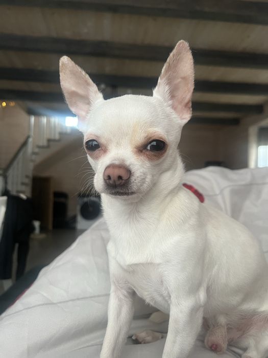 Чіхуа шукає наречену