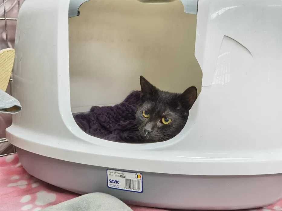 Willi około, roczny kociak